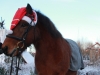 Poni tonttulakissa