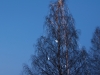 Koivuvalot